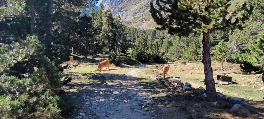 Descente dans la lumière du Canigó